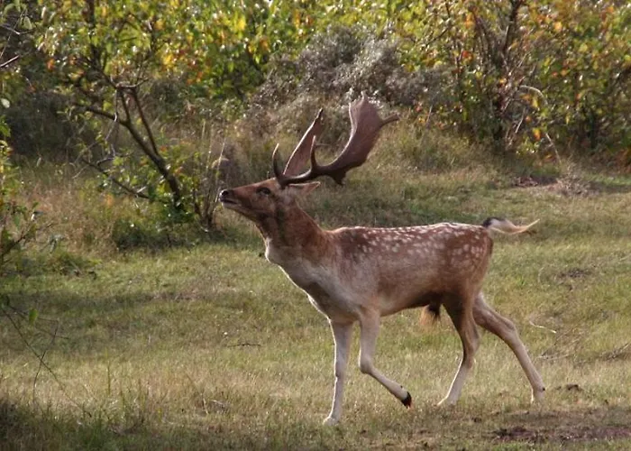 Friends & Family Retreat Apartment Zandvoort